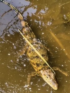 Feeding caimans